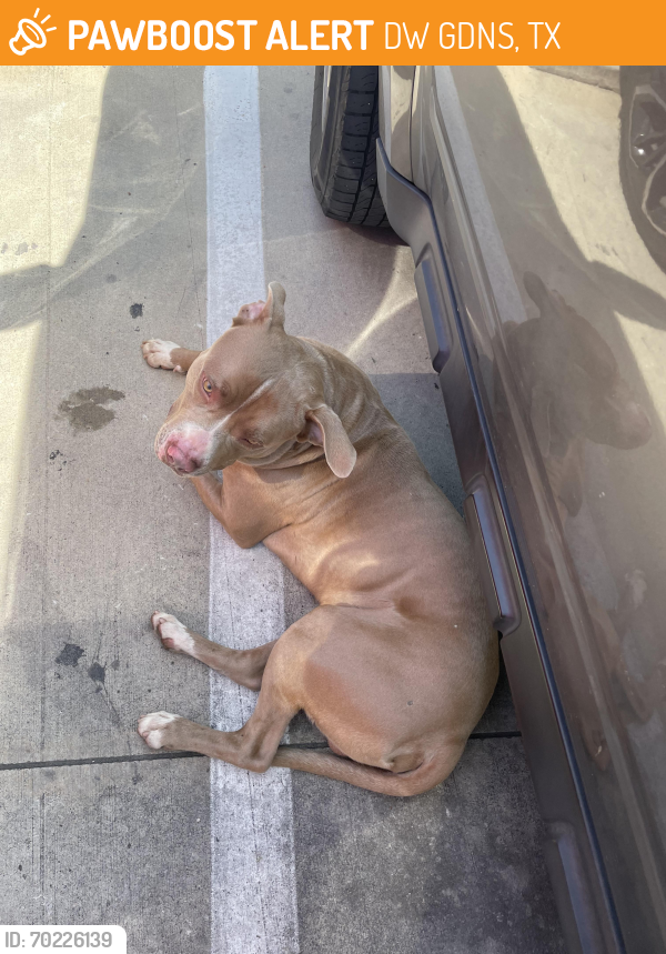 Found/Stray Male Dog last seen Forest hill, DW GDNS, TX 76013