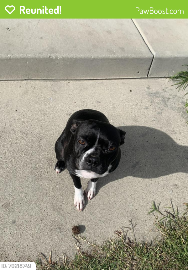 Reunited Female Dog last seen Oak Park , San Diego, CA 92105