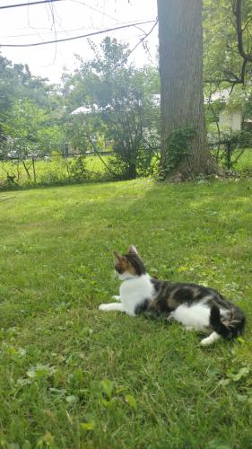 Lost Male Cat last seen Ambleside and Chesterton, Columbus, OH 43229
