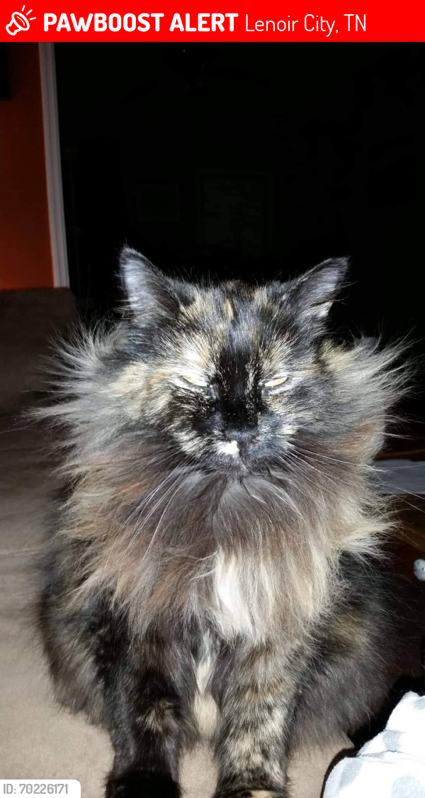 Lost Female Cat last seen 1st Ave, Lenoir City, TN 37771
