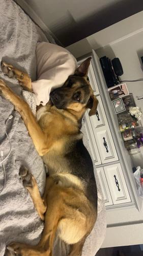 Lost Male Dog last seen Oracle and Stone, Tucson, AZ 85705