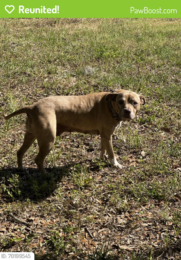 Reunited Female Dog last seen Dean and Matheson, Bonita Springs, FL 34135