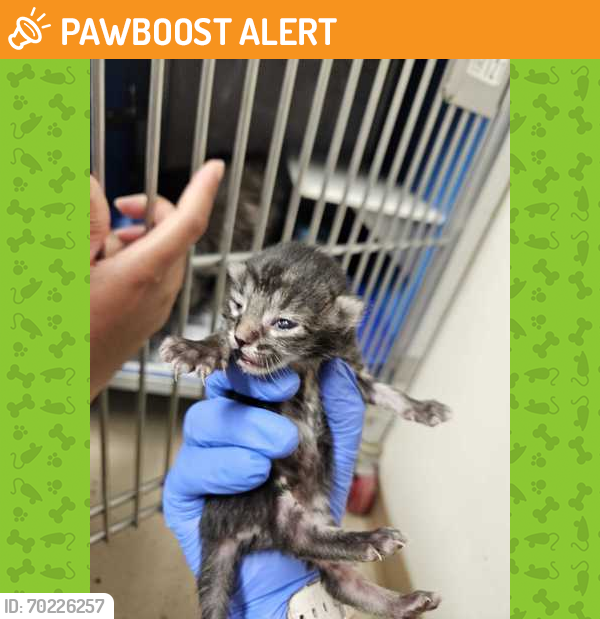 Shelter Stray Unknown Cat last seen College Station, TX , Bryan, TX 77807