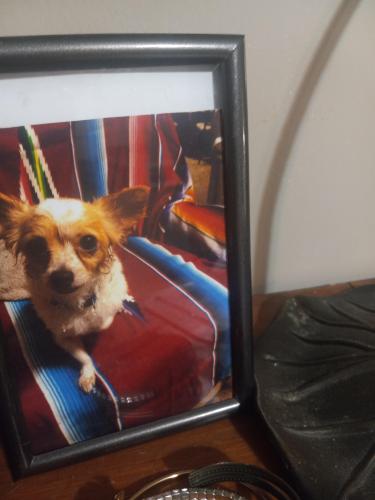 Lost Male Dog last seen Old Dallas Road 1814, Waco, TX 76705