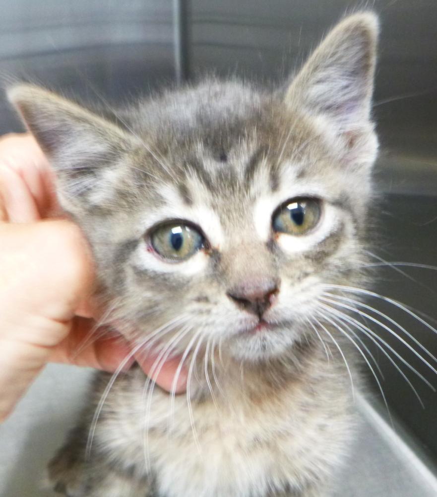 Shelter Stray Female Cat last seen Pinhook Road, LAFAYETTE, LA, 70508, Lafayette, LA 70507