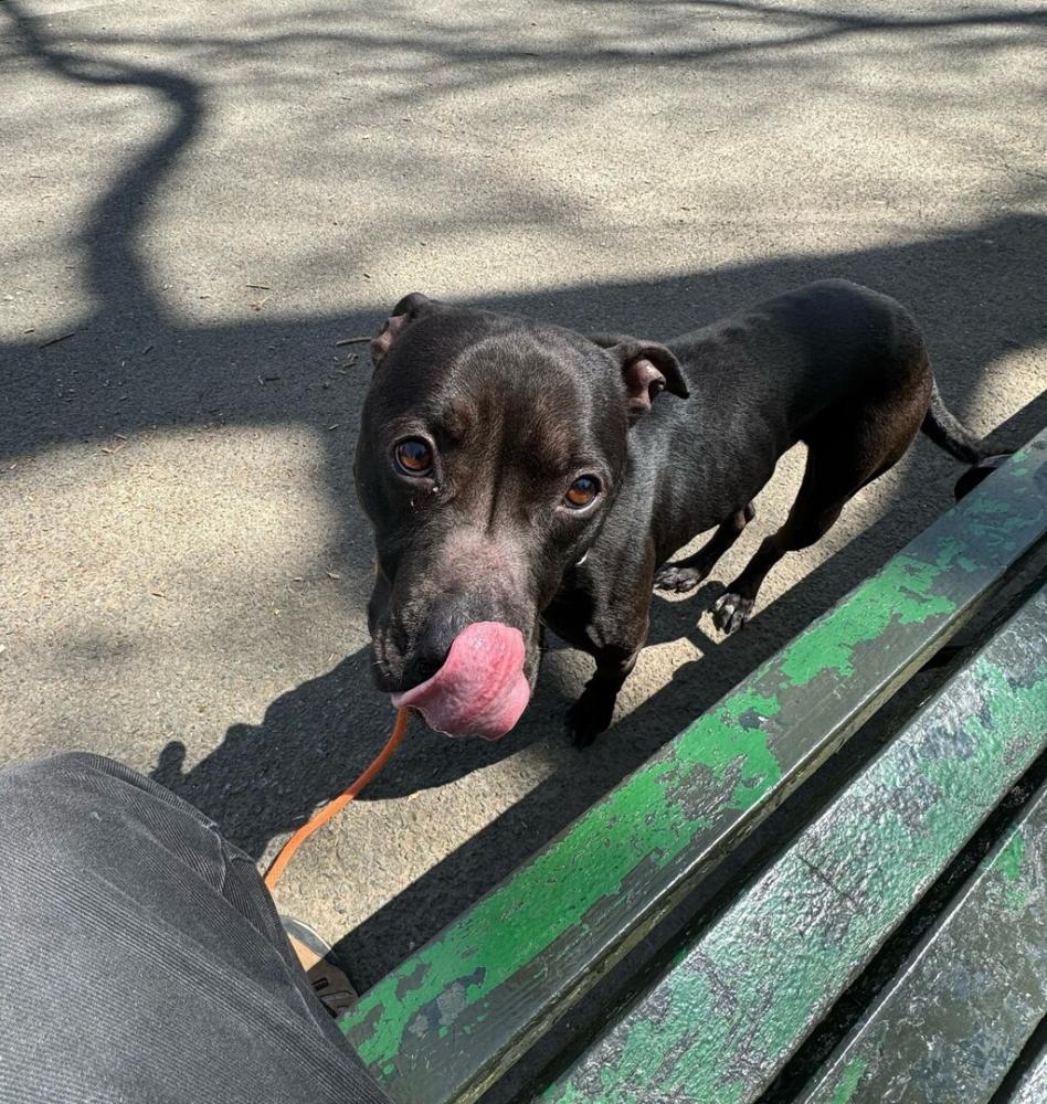 Shelter Stray Male Dog last seen Near Union Avenue, BROOKLYN, NY, 11211, New York, NY 10029