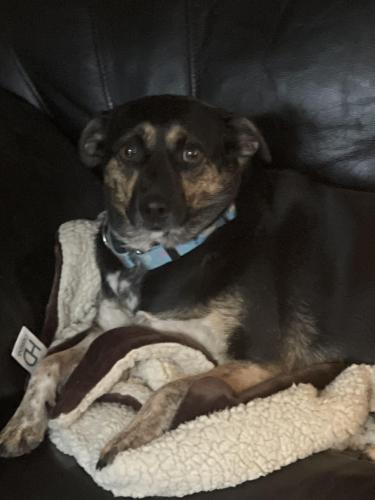 Lost Female Dog last seen Cypress North Houston and Huffmeister, Cypress, TX 77429