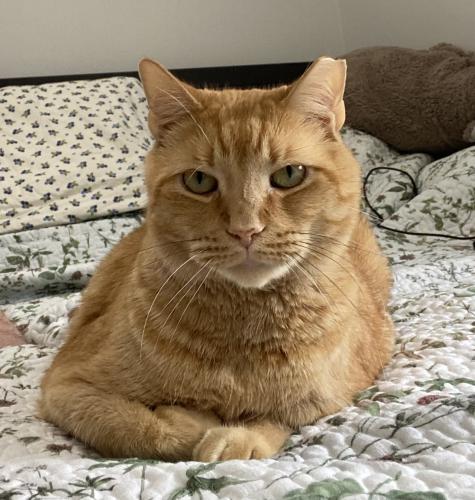 Lost Male Cat last seen Wheeler Rd and Barnaby Ln, Oxon Hill, MD 20745