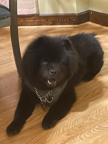 Lost Male Dog last seen Chicago st green bay, Green Bay, WI 54302