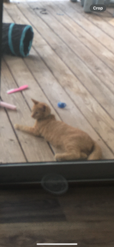 Lost Female Cat last seen Beulah hill church rd/carthage rd , West End, NC 27376