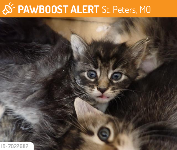 Shelter Stray Male Cat last seen OFALLON, St. Peters, MO 63376