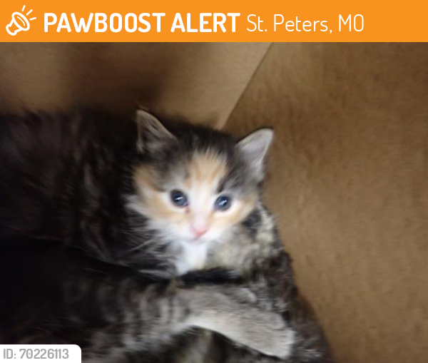 Shelter Stray Unknown Cat last seen OFALLON, St. Peters, MO 63376
