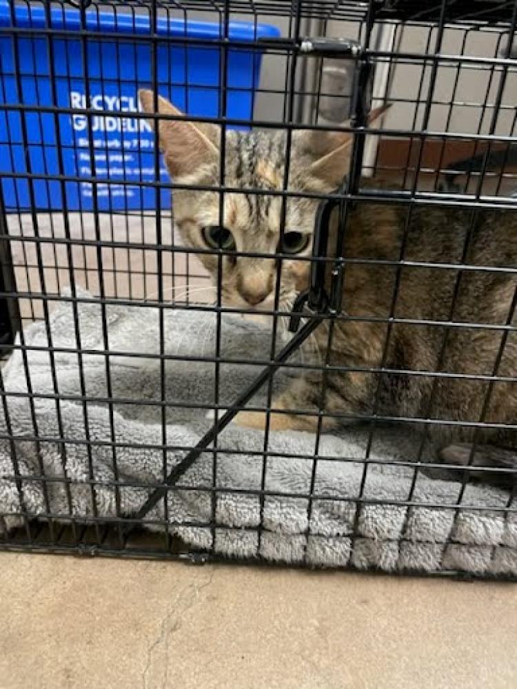 Shelter Stray Female Cat last seen Near BLOCK CARVER AVENUE, Austin, TX 78702