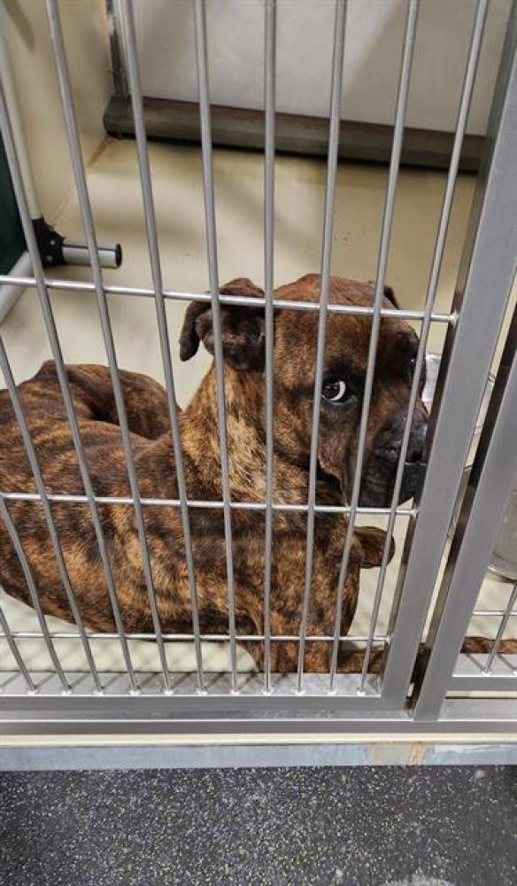 Shelter Stray Female Dog last seen Near BLOCK ETHRUM AVE, BAKERSFIELD CA 93307, Bakersfield, CA 93308