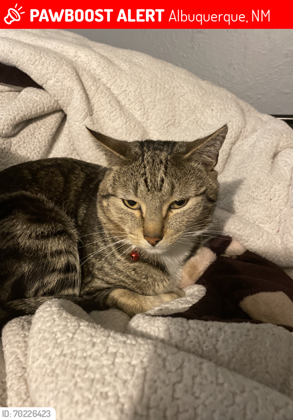 Lost Male Cat last seen Near chapparal cr nw, Albuquerque, NM 87114