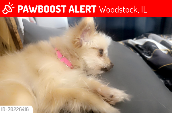 Lost Female Dog last seen Linden dr, Woodstock, IL 60098