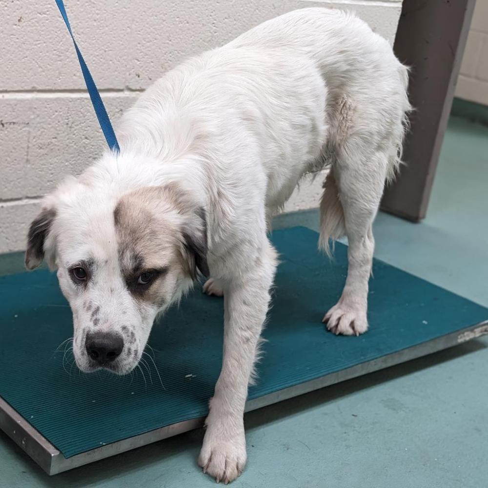 Shelter Stray Male Dog last seen , Memphis, TN 38133