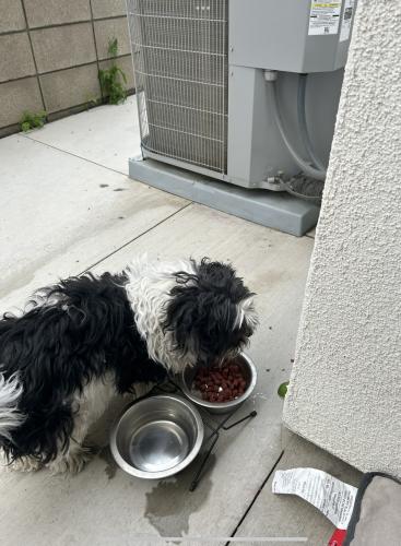 Lost Female Dog last seen Near Allston Paseo Ontario, Ontario, CA 91761