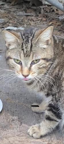 Lost Female Cat last seen Bardin and Carrier in Grand Prairie , Grand Prairie, TX 75052