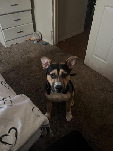 Lost Female Dog last seen Telephone road And beltway 8, Houston, TX 77075