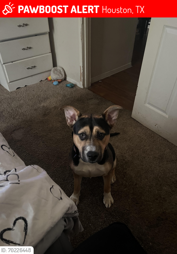 Lost Female Dog last seen Telephone road And beltway 8, Houston, TX 77075