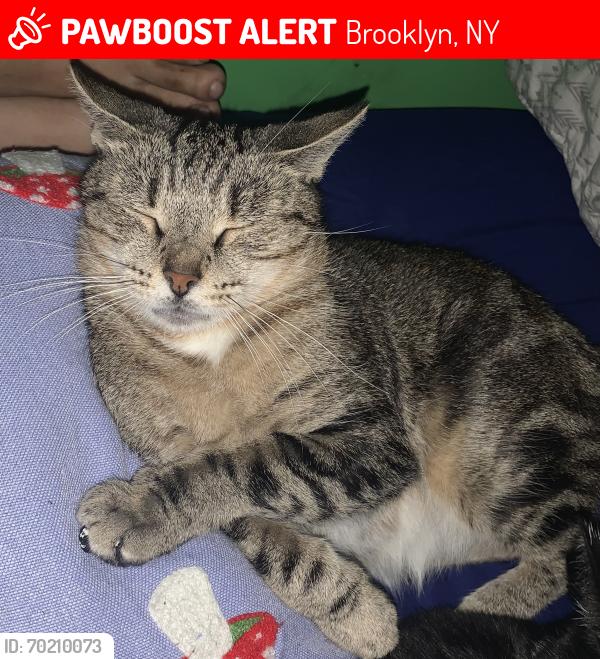 Lost Female Cat last seen Last Seen on Flatlands Avenue between East 87th St & East 88th St, Brooklyn, NY 11236
