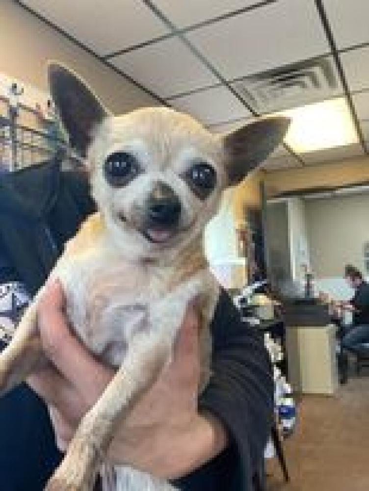 Shelter Stray Female Dog last seen Alvarado, TX 76009, Alvarado, TX 76009
