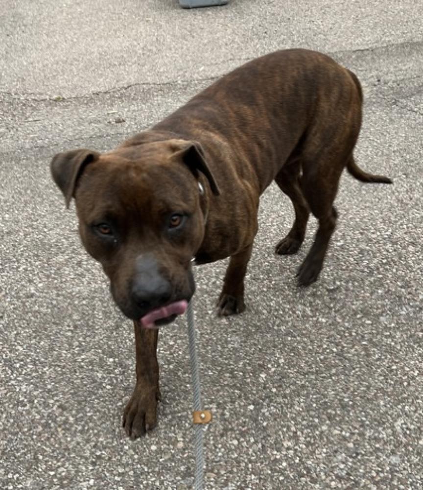 Shelter Stray Male Dog last seen Cincinnati, OH 45225, Cincinnati, OH 45223