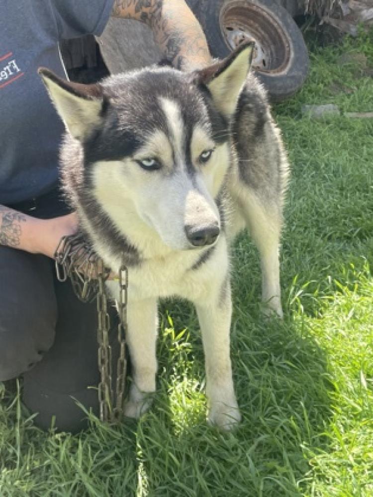 Shelter Stray Male Dog last seen Valentine & Princeton, Fresno Zone Fresno CO 2 93722, CA, Fresno, CA 93706