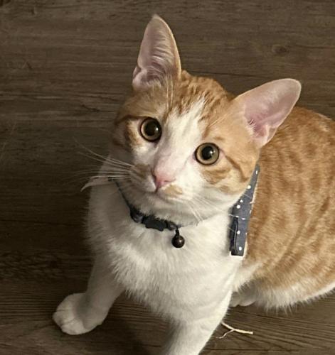 Lost Male Cat last seen 18th and Park, Tucson, AZ 85701