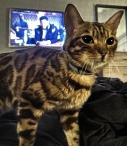Lost Male Cat last seen Near River Ave patchogue Fairfield Creekside apts. Building 7, Patchogue, NY 11772
