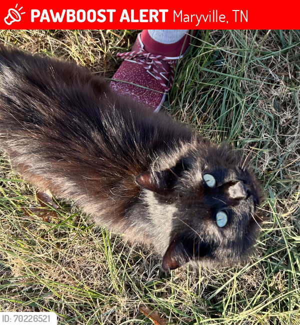 Lost Male Cat last seen Sandy Springs Recycle center , Maryville, TN 37803