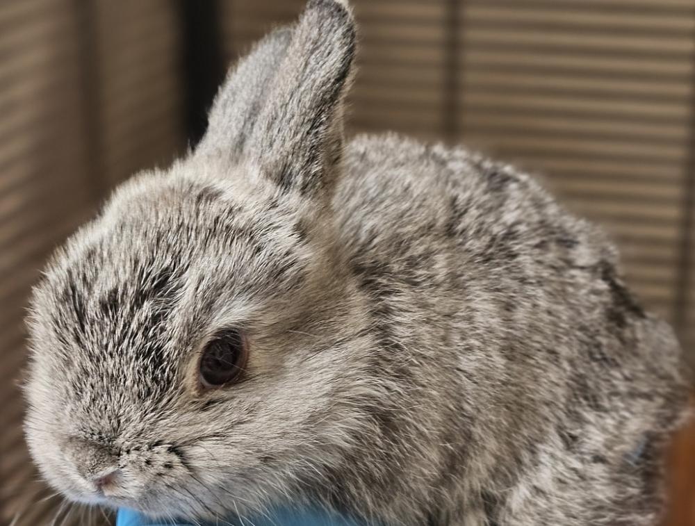 Shelter Stray Female Rabbit last seen DoveLewis, OR, Troutdale, OR 97060