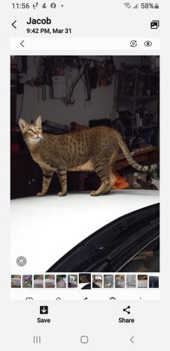 Lost Male Cat last seen Lake Thomas rd, Land O' Lakes, FL 34638