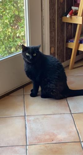 Lost Male Cat last seen Bermuda Rd. and Serene Ave., Paradise, NV 89123
