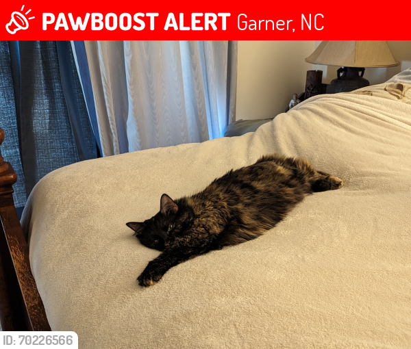Lost Female Cat last seen Aversboro, Garner, NC 27529