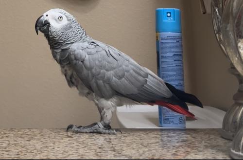 Lost Female Bird last seen Flew behind our hse past our backyard and we don’t know where it is, Port St. Lucie, FL 34953