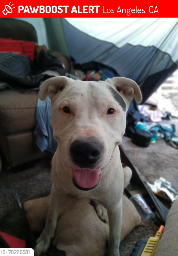 Lost Male Dog last seen Haskell and wyandotte st, Los Angeles, CA 91406