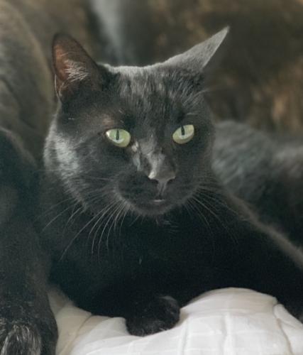 Lost Male Cat last seen Marathon Gas Station , Hillsborough, NC 27278