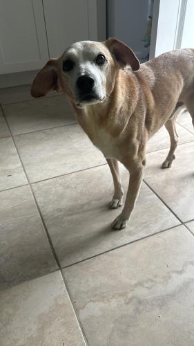 Lost Male Dog last seen  , Kissimmee, FL 34743