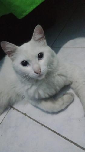 Lost Female Cat last seen Rua principal  casa 79a, Jardim Sao Pedro (Zona Sul), SP 04852-320