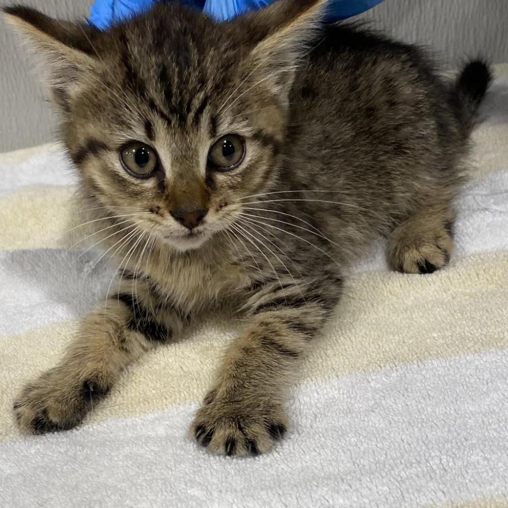 Shelter Stray Female Cat last seen , Tampa, FL 33607