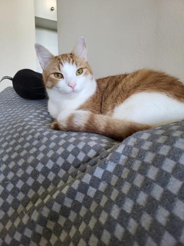Lost Male Cat last seen Tindale Crt and Quigley rd. , Hamilton, ON L8K 6C8