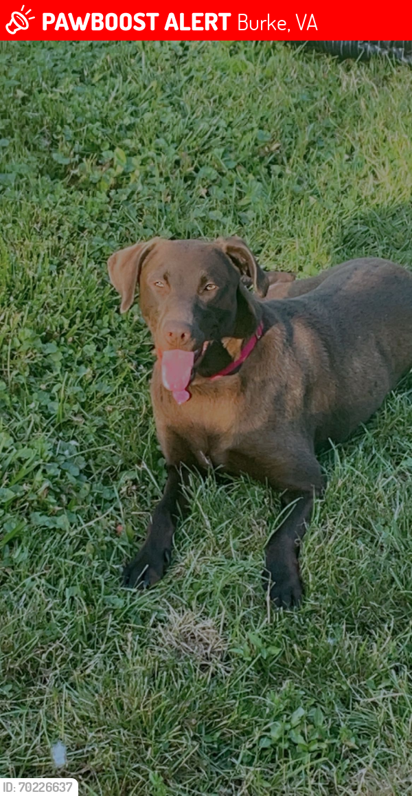 Lost Female Dog last seen Burke , Burke, VA 22015