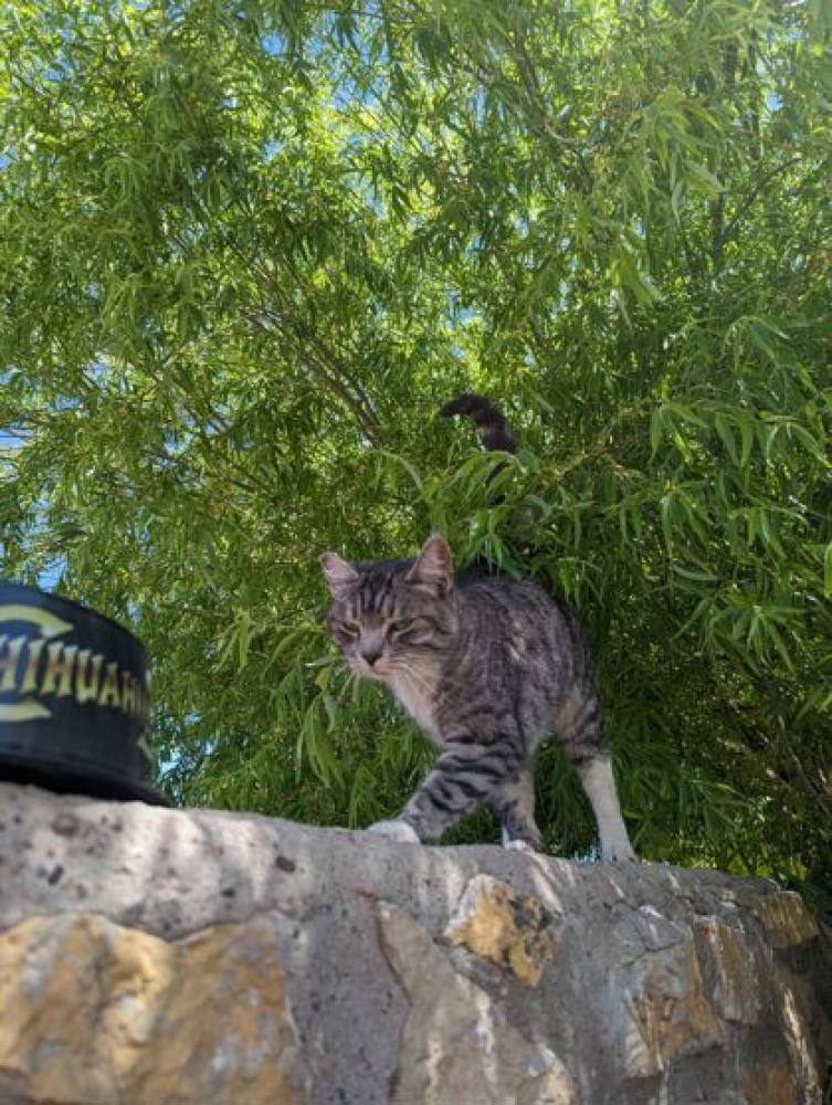 Shelter Stray Female Cat last seen El Paso, TX 79938, Fort Bliss, TX 79906