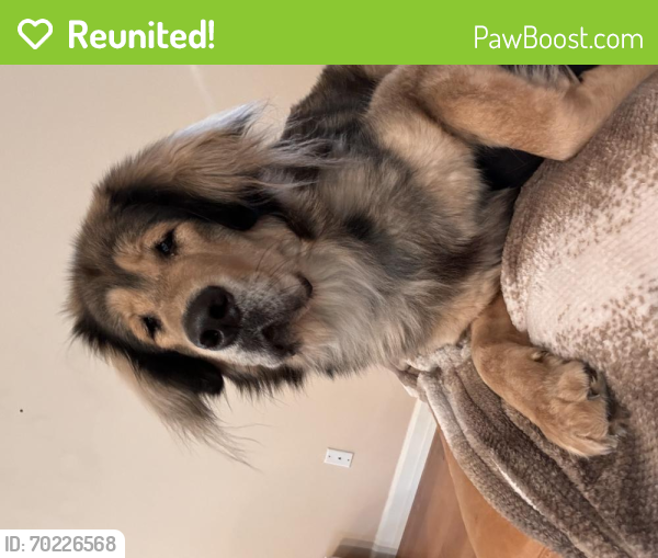 Reunited Female Dog last seen NE 27th Cir, Vancouver, WA 98662, USA, Vancouver, WA 98662