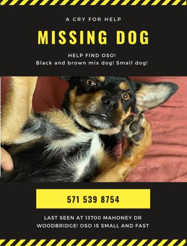 Lost Male Dog last seen Near Mahoney dr 22193 Woodbridge , Woodbridge, VA 22193