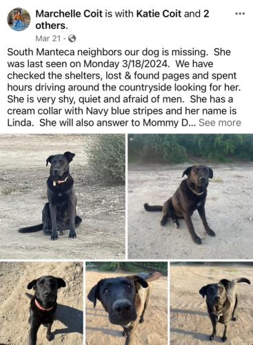 Lost Female Dog last seen Perrin@ airport way, Manteca, CA 95336