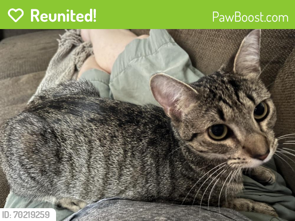 Reunited Female Cat last seen Inwood/Baker, Tomball, TX 77375