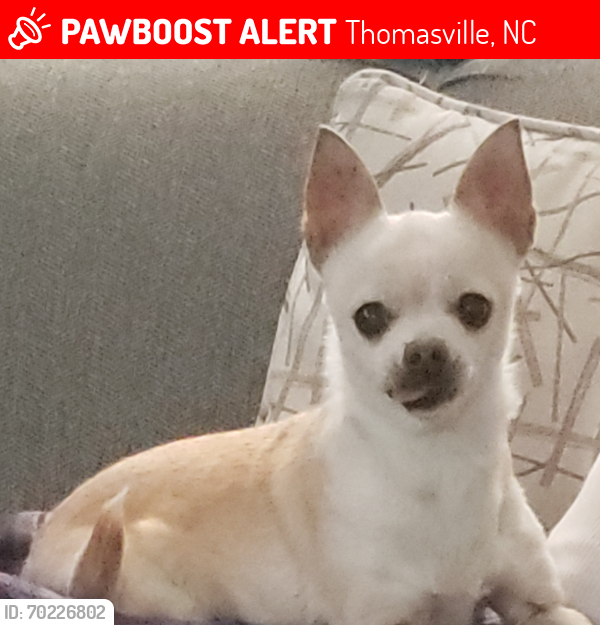Lost Female Dog last seen Hasty School and Joe Moore, Thomasville, NC 27360